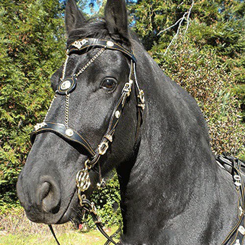 Cilifer® Leather Horse Halter with Adjustable Metal Buckle Outdoor Riding Universal Bridle for Horses.Blue  M1
